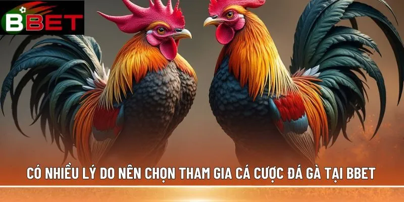 Có nhiều lý do nên chọn tham gia cá cược đá gà tại BBET