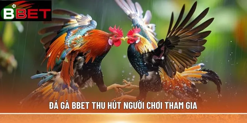 Đá gà BBET thu hút người chơi tham gia