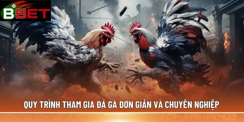 Quy trình tham gia đá gà đơn giản và chuyên nghiệp